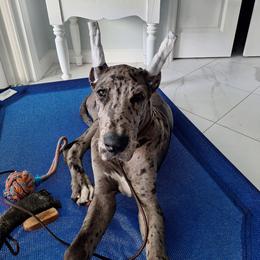 Ziggy - Merle male Great Dane puppy in Brooksville, Florida from Follow My Lead Great Danes