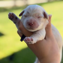 Jess - White female Miniature Schnauzer puppy in Brownwood, Texas from Texas Dreams Mini Schnauzers