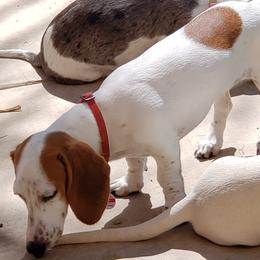 Lexy - Dachshund