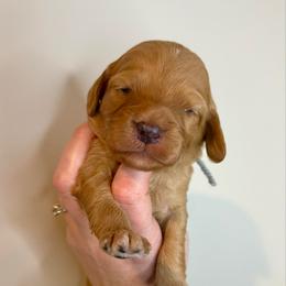 Neo - Red male Cavapoo puppy in Grand Blanc, Michigan from Halsey Poodles and Doodles
