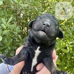 Brindle or brindle point abstract male - Brindle male Poodle puppy in Jacksonville, Florida from Creek Side Kennels