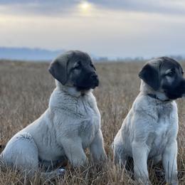 Anatolian Shepherd Dog Puppies from Wild Rooster Family Farm – AKC Anatolian Shepherd Breeder, OFA Health Tested