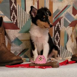 Sophie - Black white and tan female Shetland Sheepdog puppy in Altha, Florida from Hill Top Shelties