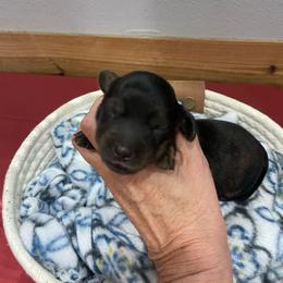 Taffy - Brindle female Dachshund puppy in Bullard, Texas from Mimidachs of Texas