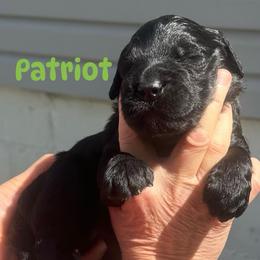 Patriot - Black male Goldendoodle puppy in Prosperity, Pennsylvania from Stelladoodles & Company