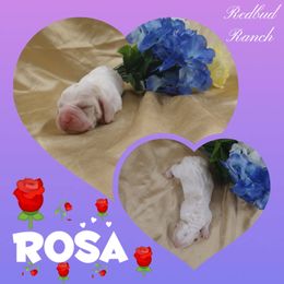 Basset Hound Puppies from Redbud Ranch Basset Hounds