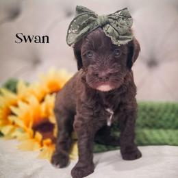 Swan - Chocolate female Double Doodle puppy in Cleveland, Tennessee from Edgewater Doodles & Designer Pups