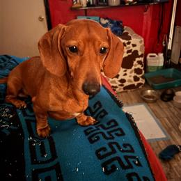Osito - Dachshund