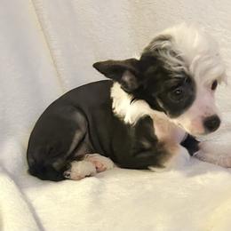 Nova - Black and white female Chinese Crested puppy in Henderson, Kentucky from Western Kentucky Chihuahua’s and Chinese Crested’s