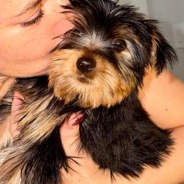 Kion - Black and gold male Yorkshire Terrier puppy in Fort Myers, Florida from Katherine’s Yorkies and Poodles