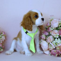 Boston Terrier, Cavalier King Charles Spaniel, French Bulldog, and Golden Retriever Puppies from Promise Land