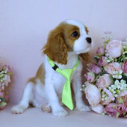 Boston Terrier, Cavalier King Charles Spaniel, French Bulldog, and Golden Retriever Puppies from Promise Land