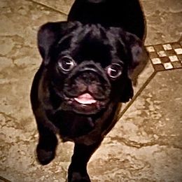 Pug Puppies from Von Webb Pups