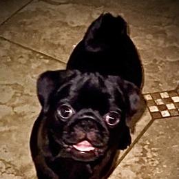 Pug Puppies from Von Webb Pups