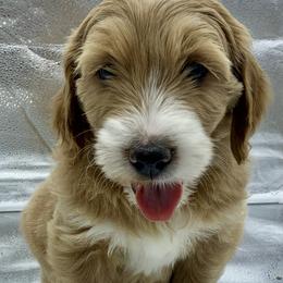Luna - Red  female Goldendoodle puppy in Travelers Rest, South Carolina from Bailey Mountain Doodles