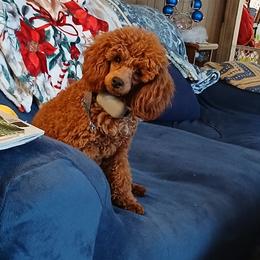 Tigger - Red  male Poodle puppy in Templeton, Pennsylvania from Precious Poodle Babies