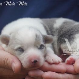 Bluie Merle M - Blue merle and white male American Corgi puppy in Straughn, Alabama from Magnolia Creek Corgis