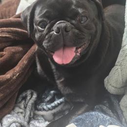 Gigi - Pug