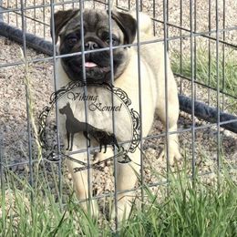Sage - Pug