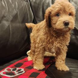 Trixie - Mini Whoodle F2 - Merle female Whoodle puppy in Tomball, Texas from Texas Puppy Dreams LLC dba Whoodles and Co.