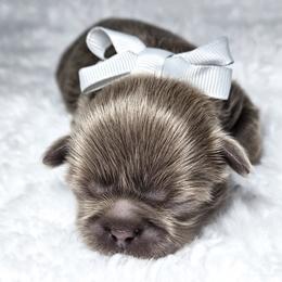 Diesel - Lilac male Shih Tzu puppy in League City, Texas from Divine Pups
