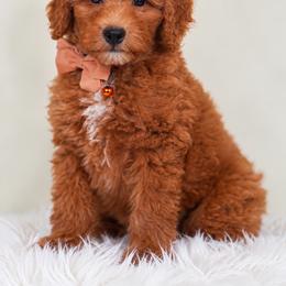 Rhett - Red  male Goldendoodle puppy in Norcross, Georgia from Teddy Puppies