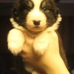 Australian Shepherd Puppies from Melick Kennels