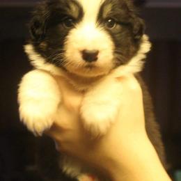 Australian Shepherd Puppies from Melick Kennels