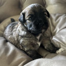 Havanese, Havapoo, and Poodle Puppies from Parlor Pups