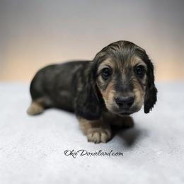 Trey - Cream male Dachshund puppy in Oklahoma City, Oklahoma from OkieDoxieland Dachshunds