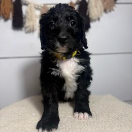 Angel - Black and white female Bernedoodle puppy in Bellevue, Iowa from Blended Acres & Kennels