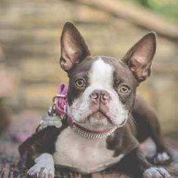 Boston Terriers from AtlantisBostonTerriers