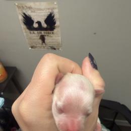 Renee - White female Morkie puppy in Winston Salem, North Carolina from Patty’s Paws