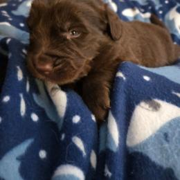 Ford - Brown male Newfoundland puppy in Quaker City, Ohio from Country Magik