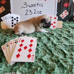 Aria - Fawn female Pug puppy in Tucson, Arizona from Cactus Pugs & Hugs