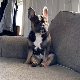 Lux - French Bulldog