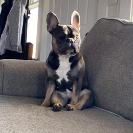 Lux - French Bulldog