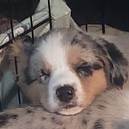 Thumper - Blue merle and white Cardigan Welsh Corgi puppy in Utah from Wasatch Valley Cardigans