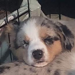 Thumper - Blue merle and white Cardigan Welsh Corgi puppy in Utah from Wasatch Valley Cardigans