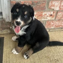 Cosmo - Black tri-color male Australian Shepherd puppy in Cypress, Texas from Cypress Aussies