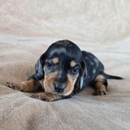 Sport - Dapple male Dachshund puppy in Signal Mountain, Tennessee from Hot Diggity Doxens