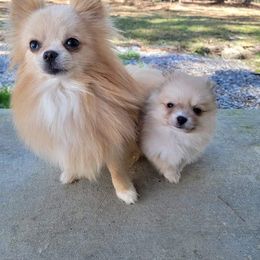 Gizmo - Pomeranian