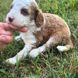 Betsy - Red  female Goldendoodle puppy in O'fallon, Missouri from Rockin R Doodles