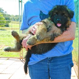 German Shepherd Puppies from Kindheitstraum Kennels