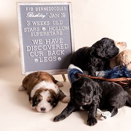 Bernedoodle Puppies from Sugarcreek Haven Bernedoodles