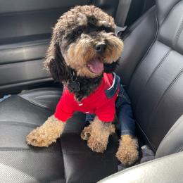 Bentley - Poodle