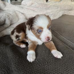 Butterball - Red merle male Miniature American Shepherd puppy in Milton Freewater, Oregon from Sparkling Cross Toy & Mini Aussies