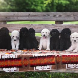 Poodle Puppies from Sumner Hill Poodles