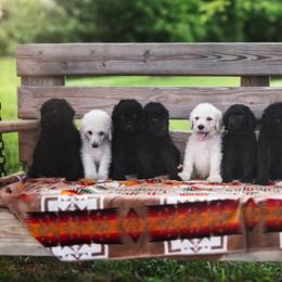 Poodle Puppies from Sumner Hill Poodles