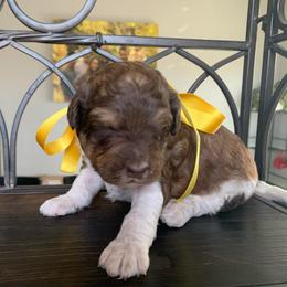Rotxo - Parti male Labradoodle puppy in Murray, Utah from Swann's Kennels
